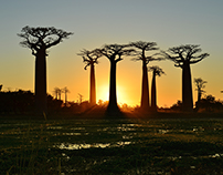 Madagascar - PHOTOGRAPHY