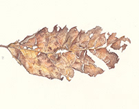 Autumn leaf No 7