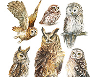 Owls illustrations