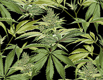 Seamless pattern of cannabis plant. Medicine Marijuana.