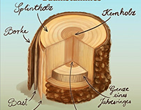 Aufbau eines Baumstammes / tree trunk