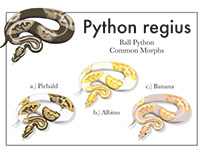 Python regius