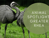 Animal Spotlight: Greater Rhea
