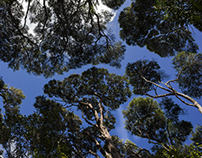 Aotearoa Trees