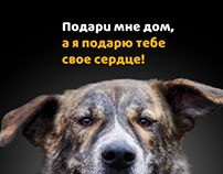 Плакаты для фонда бездомных животных