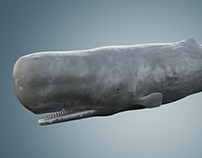 Sperm-whale