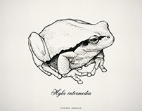 Illustrated dichotomous key of Ligurian amphibians