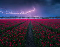 Tulips in The Netherlands in 2023