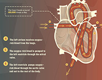 Infographic: How Blood Flows Through the Human Heart
