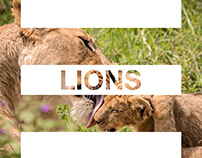 Lions of Tanzania