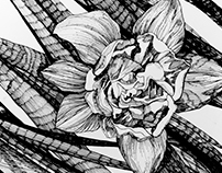 Black&White botanical sketch