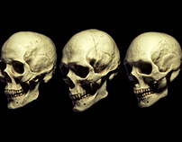 Billelis 3D Skull Models - Human Pack