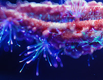 Underwater Creature