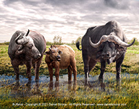 One Earth Project - Buffalos