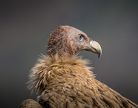 The Himalayan Vulture