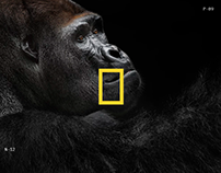 National Geographic World Changing Intuitive Website