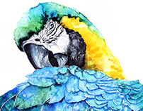 Parrots watercolours illustrations