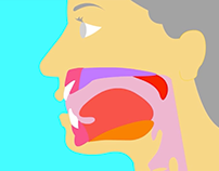 2D Human Mouth Anatomy