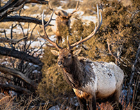 Bull Elk - Rocky Mountain NP
