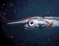 A bare-bones look at bizarre fish