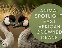 Animal Spotlight: East African Crowned Crane