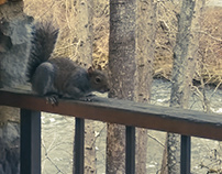 Meowing Eastern Gray Squirrel - Shorty the Squirrel