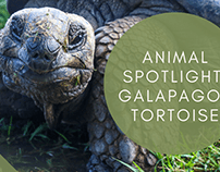Animal Spotlight: Galapagos Tortoise