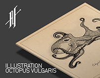 Illustration: Octopus Vulgaris