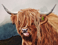 Illustration: Highland cow