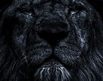 Lions portraits