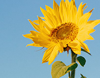 Autumn Sunflowers // Kodachrome emulation