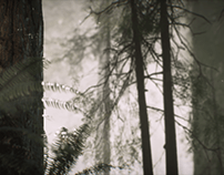 Misty Forest-Animation