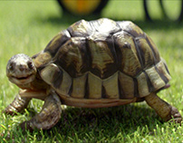 Homebase - Gary the Tortoise