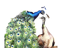 Peacocks Illustrations