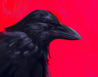 Crow Sketch