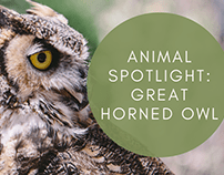 Animal Spotlight: Great Horned Owl