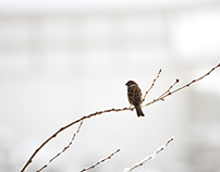 Sparrow.2012.12.スズメ