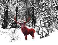 Le cerf écarlate / the red deer
