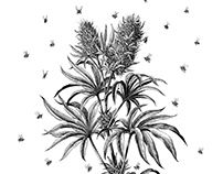 Cannabis plant illustration
