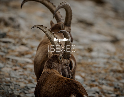 Ibex photography in Pontresina