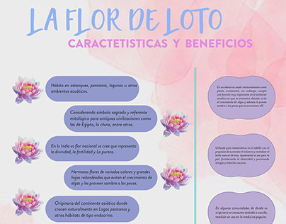 Infografía de la Flor de loto