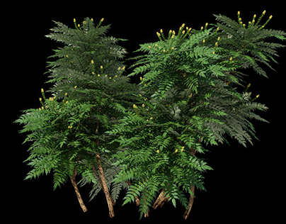 Berberis (Mahonia) aquifolium - animated 3d plant