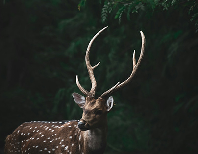 Deer Grace