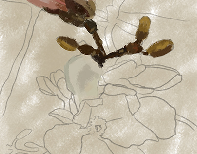 Digital Painting - Magnolia
