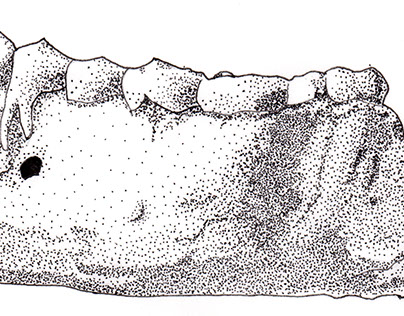 Osteological Illustration of Homo naledi