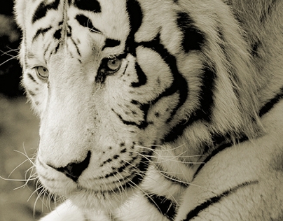 The White Tiger III