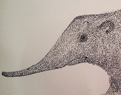 animal illustration, ink/paper