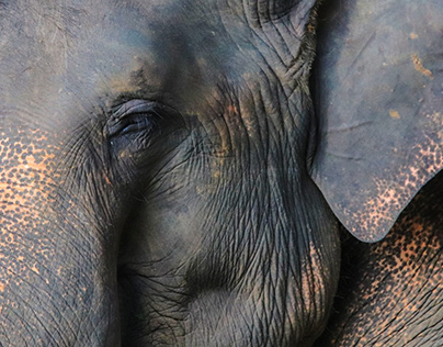 #pinnawala elephant orphanage