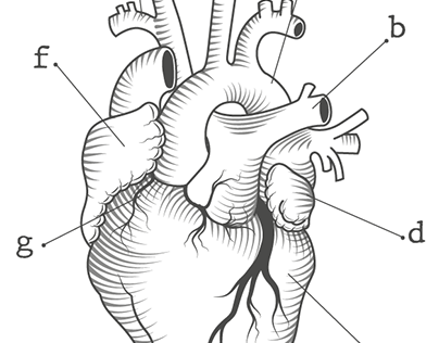 Gravure anatomique du coeur humain