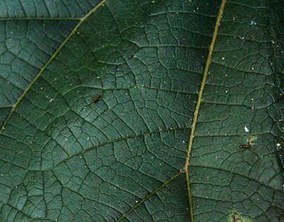 Photo of Textured Green Leaves